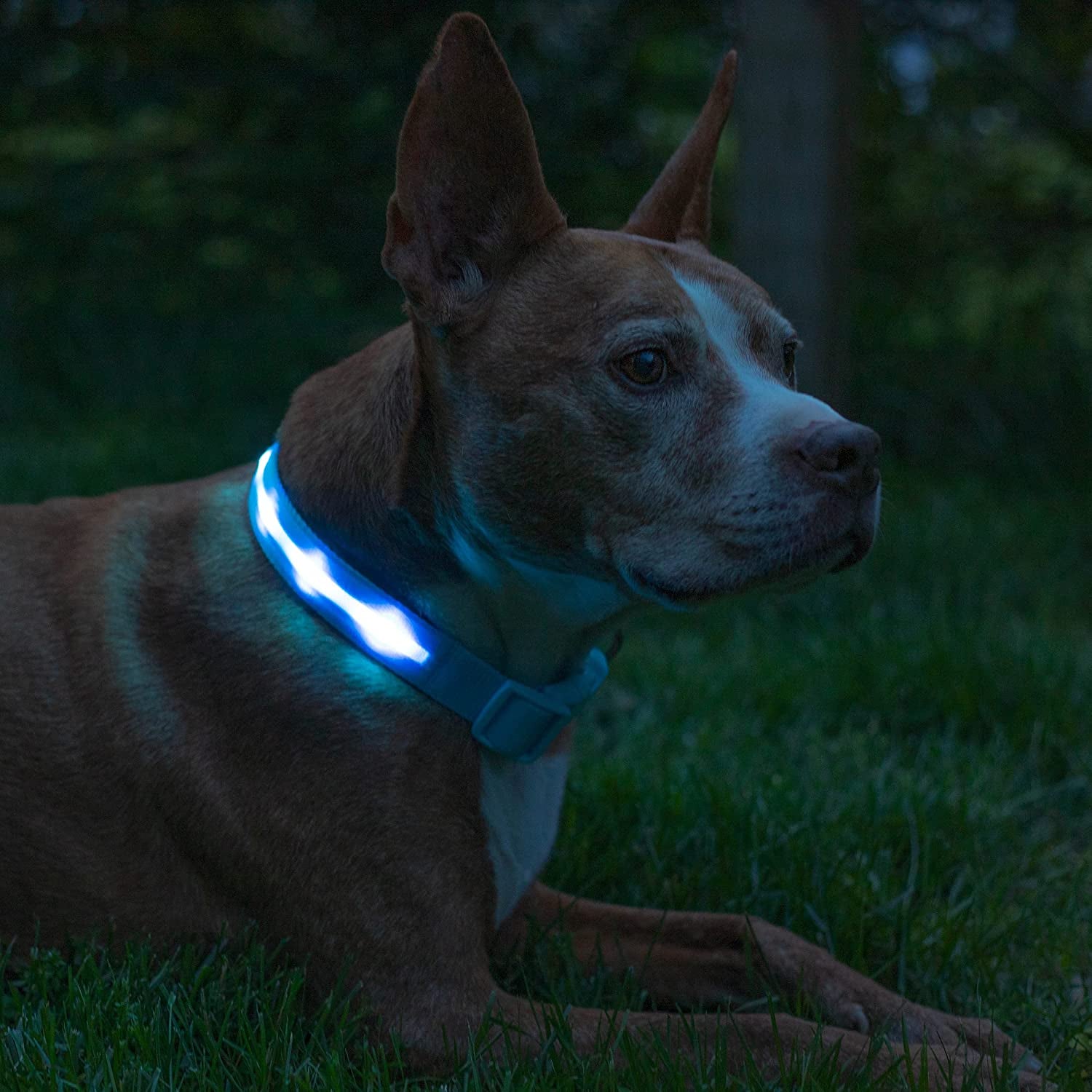 Premium LED Dog Collar - Original Design with 1,000 Feet Visibility - USB Rechargeable and Waterproof - Ideal for Night Walks - Trusted USA Brand